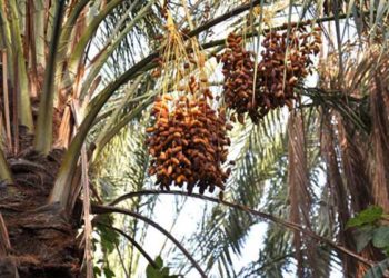 ارتفاع بنسبة 0,8% في عائدات صادرات التمور