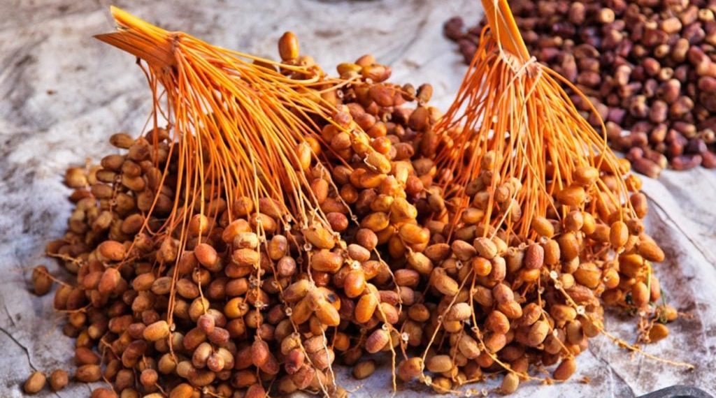  تونس المنتج العاشر للتمور في العالم