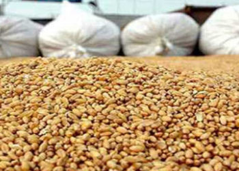 إقرار منحة زيادة بـ10 دنانير في قنطار الحبوب