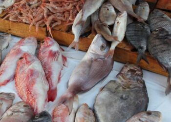 تونس تسجل فائضا للميزان التجاري لمنتوجات الصيد البحري
