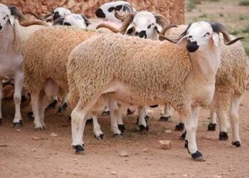 بداية من 17 جوان: بيع أضاحي العيد بشركة اللحوم في نقطة بيع من المنتج الى المستهلك بأسعار لا تتجاوز 1000 دينار