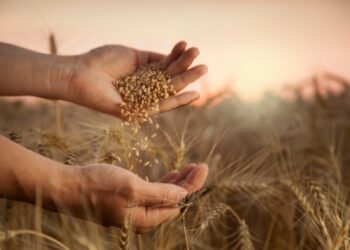 وزارة الفلاحة تصدر الأمر الموسمي المتعلق بسعر الحبوب ودفع أثمانها قبل موفى شهر جوان 2023