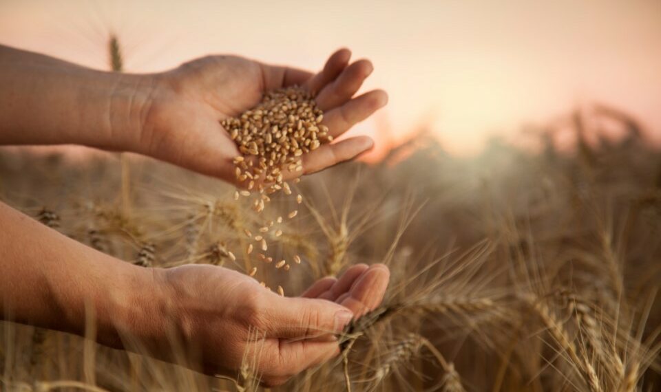 وزارة الفلاحة تصدر الأمر الموسمي المتعلق بسعر الحبوب ودفع أثمانها قبل موفى شهر جوان 2023