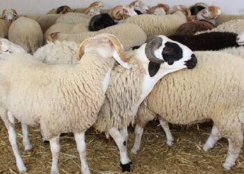 الرئيس المدير العام لشركة اللحوم يدعو للإقبال على شراء أضاحي العيد من نقاط البيع بالميزان