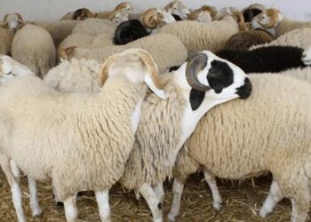 كيف نضمن السلامة الصحية للأضاحي؟