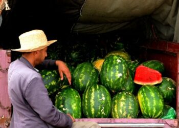 مدير عام هيئة السلامة الصحية يؤكد سلامة “الدلاع”