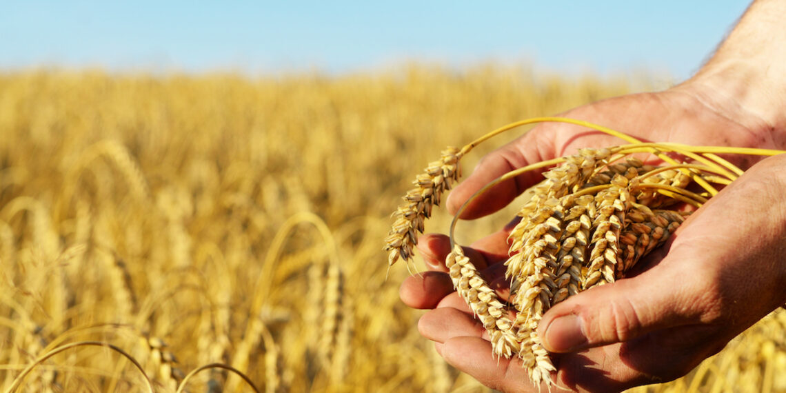 تونس تقتني 200 ألف طن من القمح على 4 شحنات