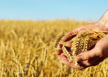 تونس تقتني 200 ألف طن من القمح على 4 شحنات