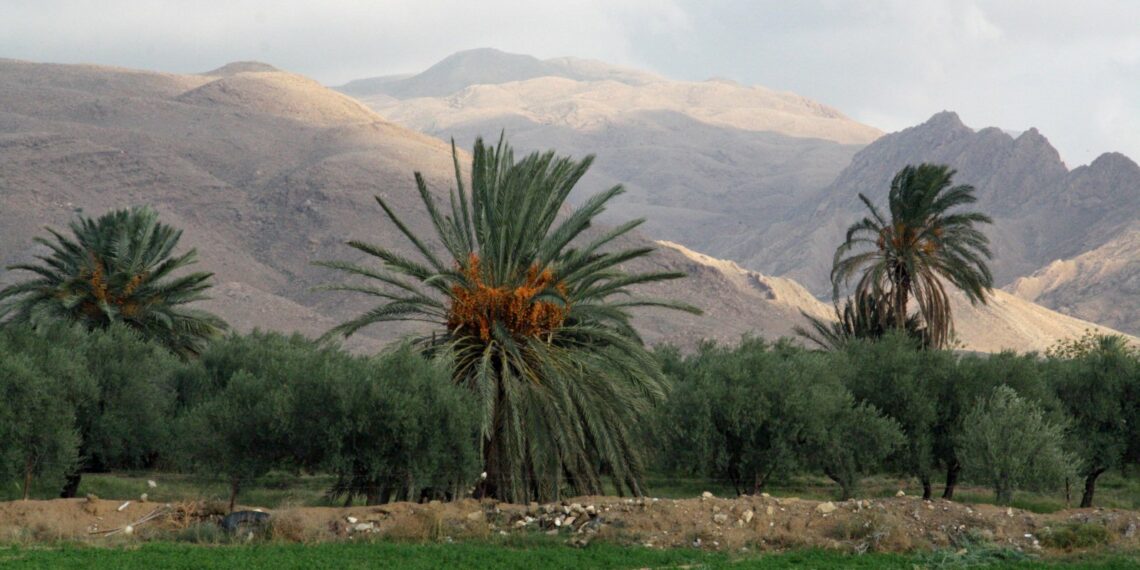 83 عملية استثمار فلاحي مصرح بها بولاية قفصة