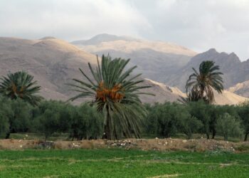 83 عملية استثمار فلاحي مصرح بها بولاية قفصة