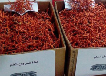 طبرقة: حجز 60 كيلوغراما من مادة المرجان