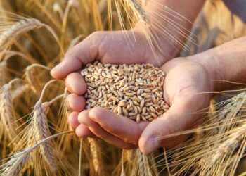 إفراغ باخرة قادمة من روسيا محمّلة بالقمح الصلب بالميناء التجاري بصفاقس