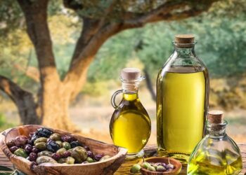 رئيس غرفة المعاصر يؤكد ان أسعار زيت الزيتون ستكون باهظة وقدم الاسباب