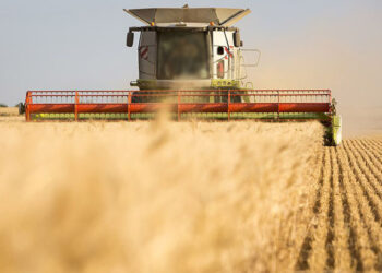 قريبا إبرام اتفاق بين وزارة الفلاحة والبنك الفلاحي لتوفير التمويلات لدفع إنتاج القمح الصلب