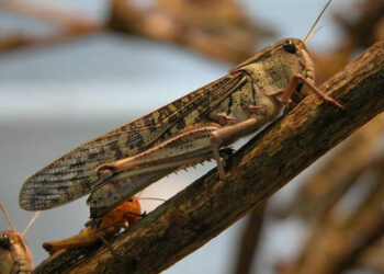 سيدي بوزيد: انتشار الجراد بالمكناسي