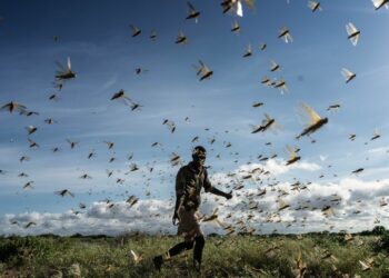مخاوف من ظهور الجراد في عدد من المناطق