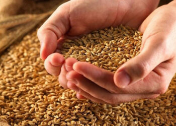 تونس تطرح مناقصة عالمية لشراء نحو 50 ألف طن من القمح الصلب