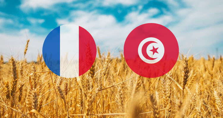 فرنسا تزوّد تونس بالقمح اللين الموجّه والشعير