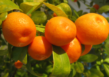 ارتفاع في صابة القوارص