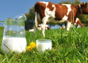 جانفي: عودة النسق العادي لإنتاج الحليب