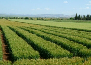 سيدي ثابت: استرجاع ضيعة دولية فلاحية