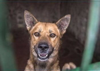 معهد باستور: عمليات قنص الكلاب السائبة سببها تفشي داء الكلب