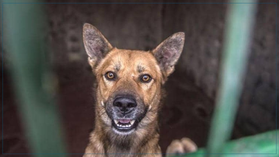 معهد باستور: عمليات قنص الكلاب السائبة سببها تفشي داء الكلب