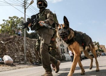 بالفيديو: كلاب ضخمة في غزة تهاجم نظيرتها الإسرائيلية المدربة