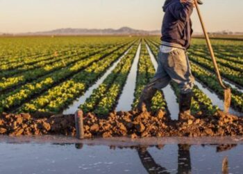 صرف تعويضات بـ 61 مليون دينار للفلاحين المتضررين في الموسم الفارط