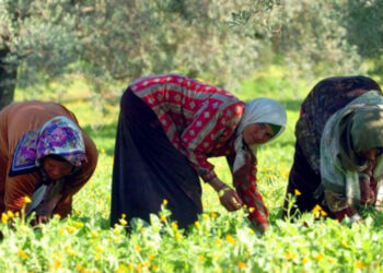 منذ 2015: وفاة 60 عاملة فلاحية وإصابة 870 في حوادث الطرقات