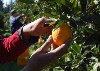 556 مليون دينار عائدات تونس من تصدير البرتقال والتمور