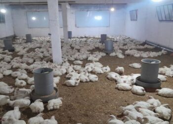 نابل: الكشف عن مسلخ عشوائي للدجاج في قربة