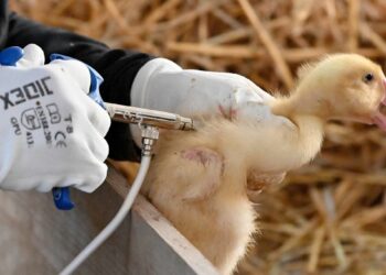 تحذير : بيض مهرب قد يحمل فيروس انفلونزا الطيور