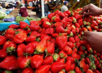 نابل: حجز 2196 كلغ من البطاطا و1468 كلغ من  البصل و745 كلغ من الفراولة وتوجيهها إلى أسواق الجملة