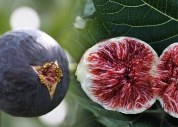 24 دينار الكيلو…هل هي نهاية الكرموس؟