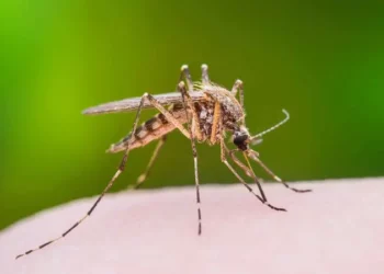 وزارة الصحّة تؤكّد: القضاء على الباعوض الناقل لفيروس حمّى غرب النيل بنسبة 90%