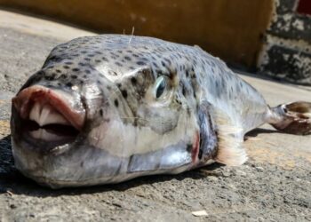 حذار…لا تأكلوا هذه السمكة!