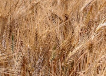 تجربة ناجحة في زراعة أصناف من القمح الصلب في ولاية تطاوين