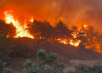 باجة…لماذا كلّ هذه الحرائق؟