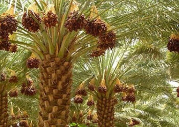 الطقس اليوم