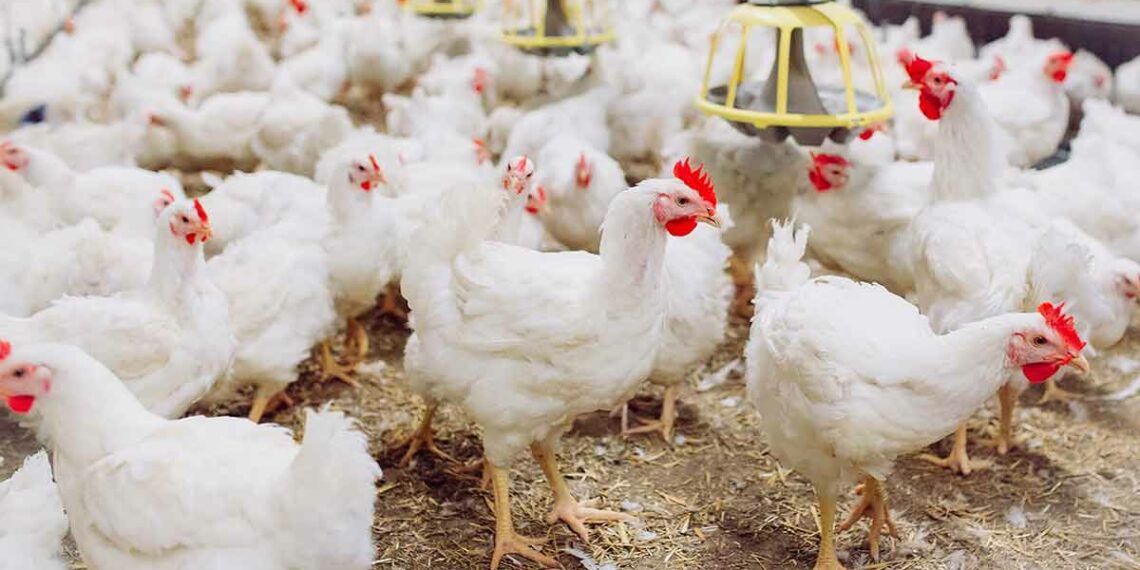 تحديد الأسعار القصوى عند الإنتاج لبيع الدجاج الحي ب5300 مليم/الكغ