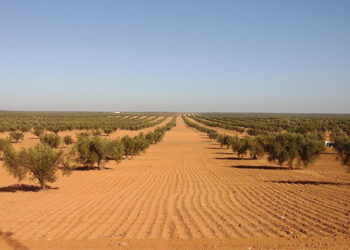 قضيّة الشعال: الاحتفاظ بسبعة موقوفين…وآخرون سيمثلون قريبا أمام القضاء