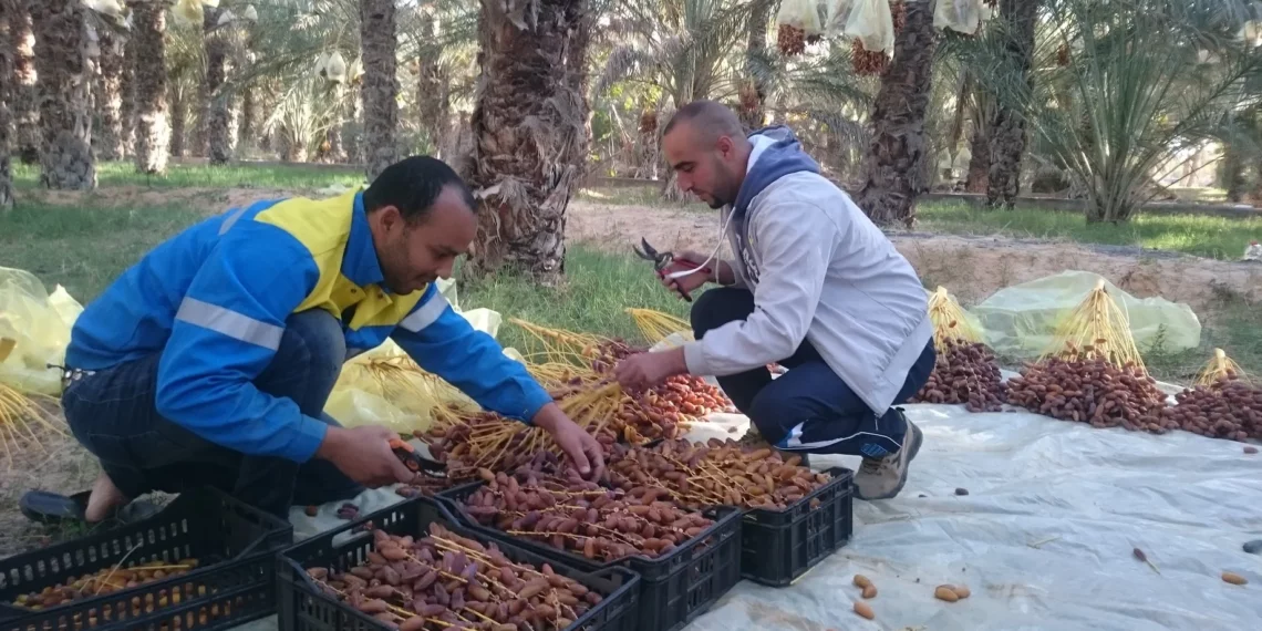 أمريكيا: استثمار بقيمة 76،5 مليون دينار لدعم قطاع التمور في تونس