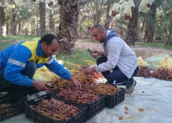 أمريكيا: استثمار بقيمة 76،5 مليون دينار لدعم قطاع التمور في تونس