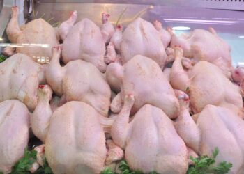 وزارة التجارة تضع رقما أخضر للتبليغ عن أي تجاوزات في أسعار الدجاج
