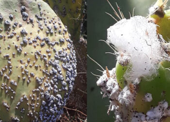 تونس بصدد الانتصار على آفة الحشرة القرمزيّة الملتهمة لخراسات “الهندي”