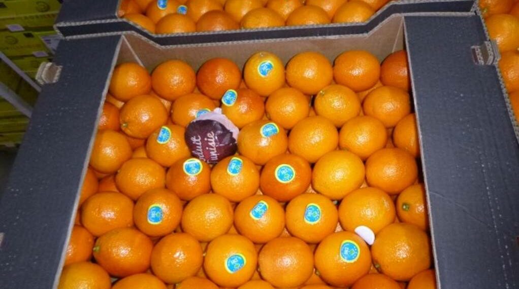 جهات-نابل: بدء عمليّات تصدير برتقال “المالطي” إلى فرنسا