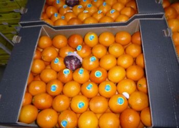 جهات-نابل: بدء عمليّات تصدير برتقال “المالطي” إلى فرنسا