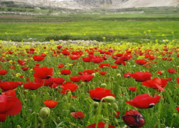 طقس-الرّصد الجوّي يتوقّع بقيّة شتاء أعلى حرارة من المعدّلات الطبيعيّة