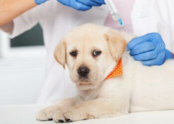 عميد الباطرة: العلاج من داء الكلب كلّف الدولة أكثر من 26 مليون دينار